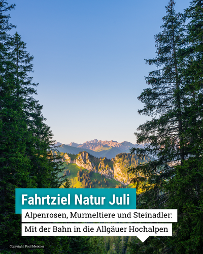 Blick durch hohe, dunkle Tannen auf eine Bergkette im Licht des Sonnenuntergangs. Am unteren Bildrand steht folgender Text: Fahrtziel Natur Juli / Alpenrosen, Murmeltiere und Steinadler: Mit dem Zug in die Allgäuer Hochalpen. Darunter klein das Copyright für das Foto: Fahrtziel Natur / Paul Meixner. 