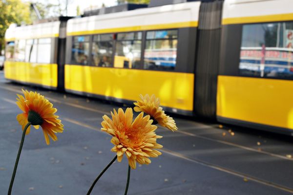 Blumen neben Strassenbahn