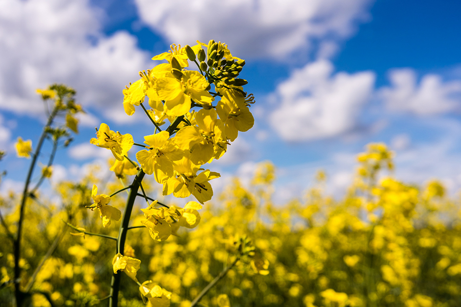 Biodiesel_fotolia_animaflora Rapsblüte