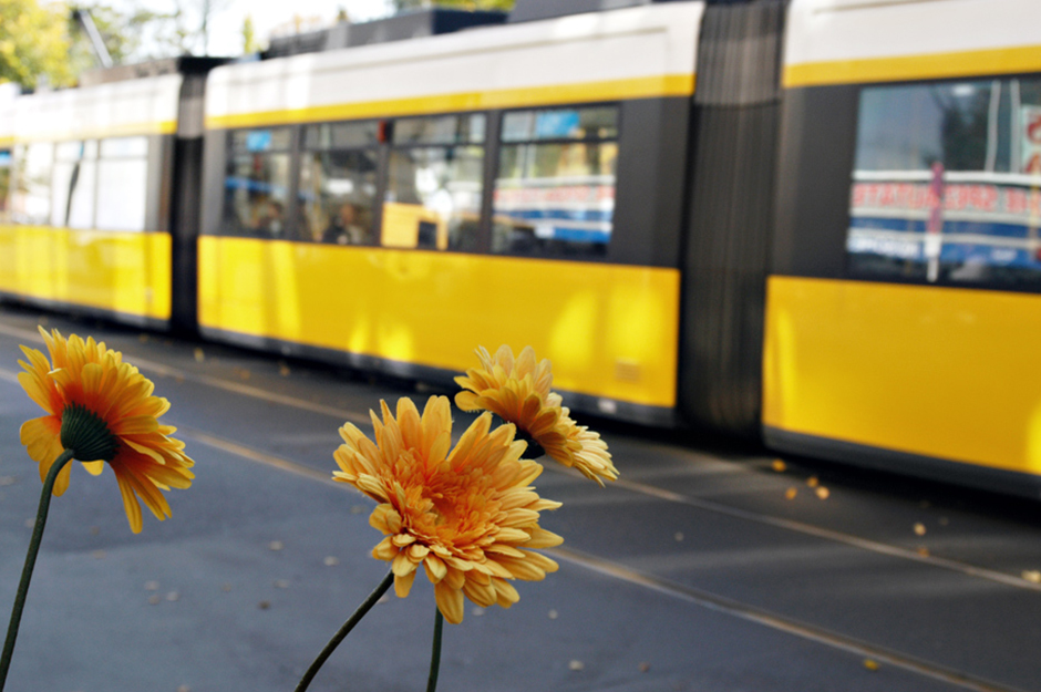 Blumen neben Strassenbahn